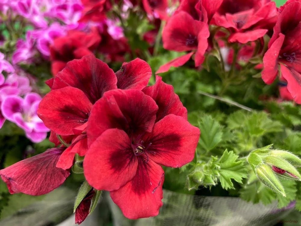 ゼラニウム 花 複色