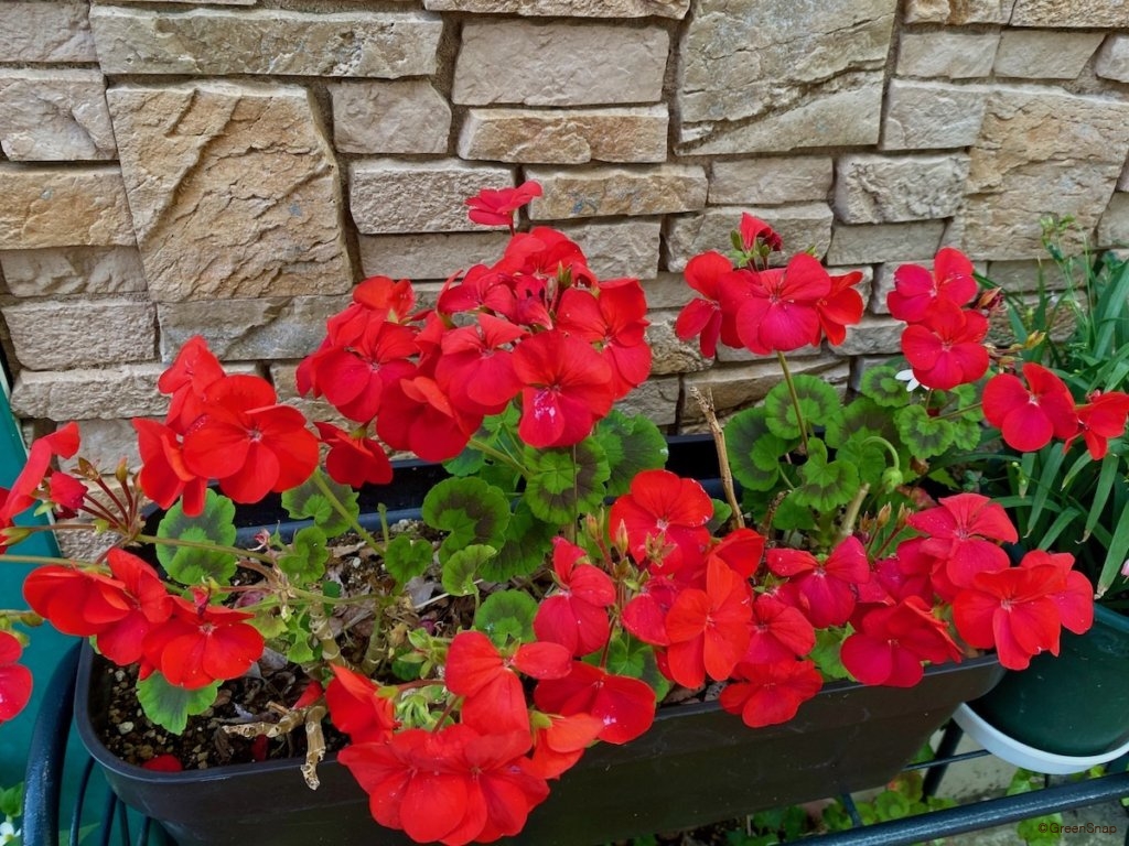 ゼラニウム 鉢植え