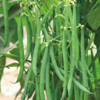 インゲン さやいんげん の育て方 種まきの時期は プランターで栽培できる Greensnap グリーンスナップ