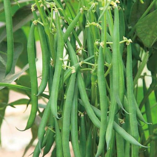 インゲン さやいんげん の育て方 種まきの時期は プランターで栽培できる Greensnap グリーンスナップ