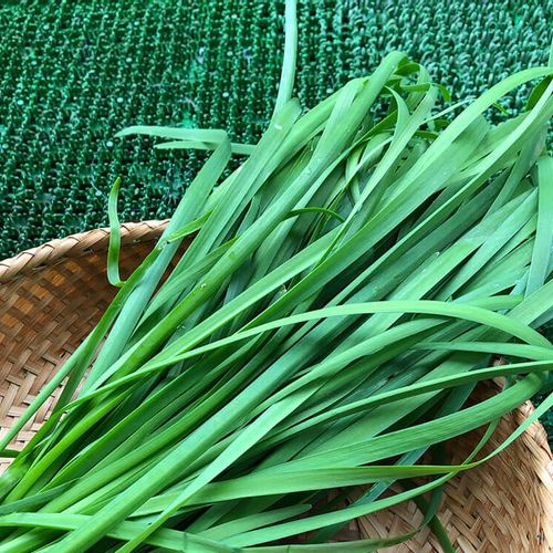 ニラの育て方 日陰でも育つ プランター栽培の方法や 種まきや苗の植え替え時期は Greensnap グリーンスナップ ニラの育て方 日陰でも育つ プランター栽培の方法や 種まきや苗の植え替え時期は Greensnap グリーンスナップ