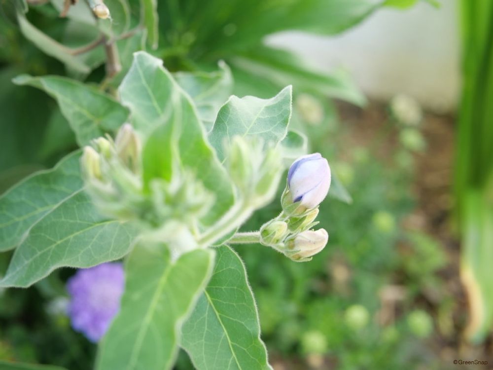 ブルースター オキシペタラム つぼみ