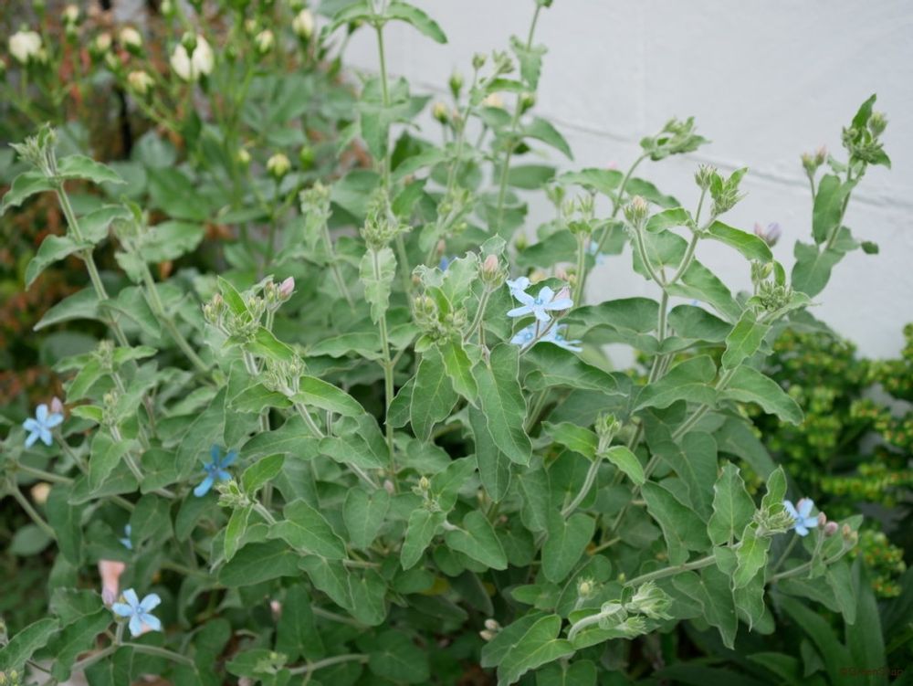 ブルースター オキシペタラム 群生