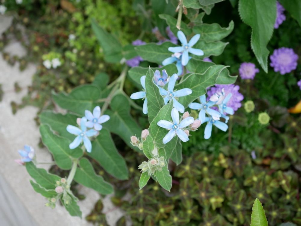 ブルースター オキシペタラム 花壇
