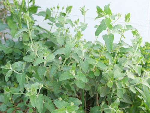 ブルースター オキシペタラム の育て方 種まきや挿し木 寄せ植えのコツは Greensnap グリーンスナップ