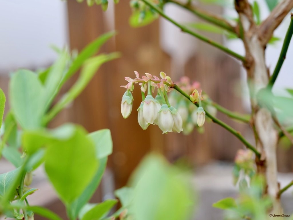 ブルーベリーの花言葉 花は受粉すると上を向く 旬の季節や花の特徴は Greensnap グリーンスナップ