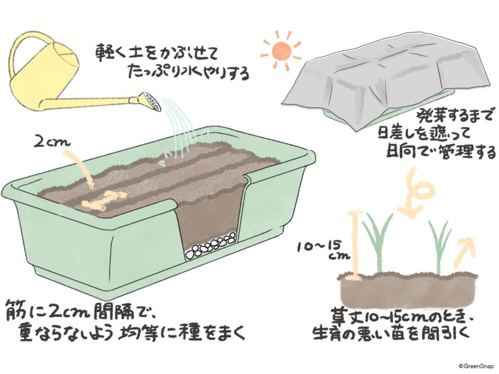 葉ネギ 種まき プランター プランター イラスト