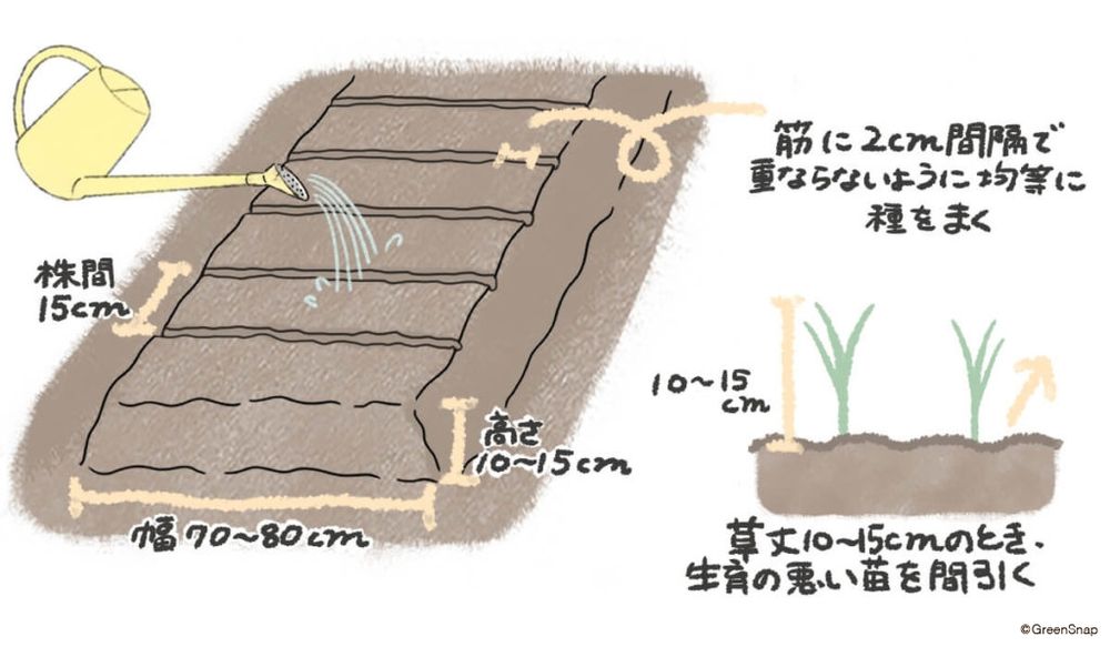 葉ネギ 種まき 地植え イラスト