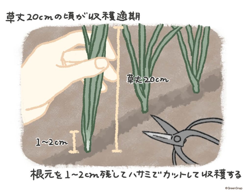 葉ネギ 収穫 イラスト
