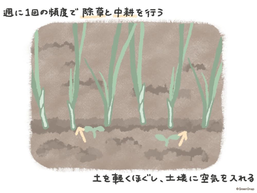 葉ネギ 除草・中耕 イラスト