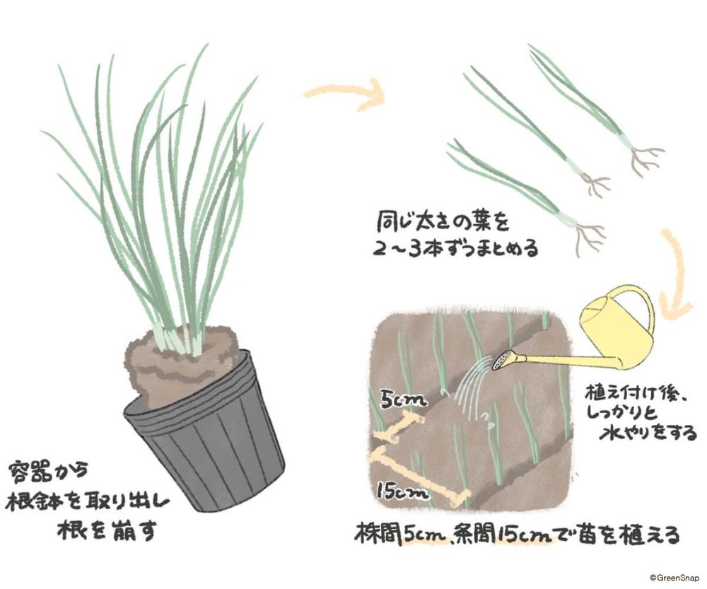 葉ネギ 植え付け イラスト