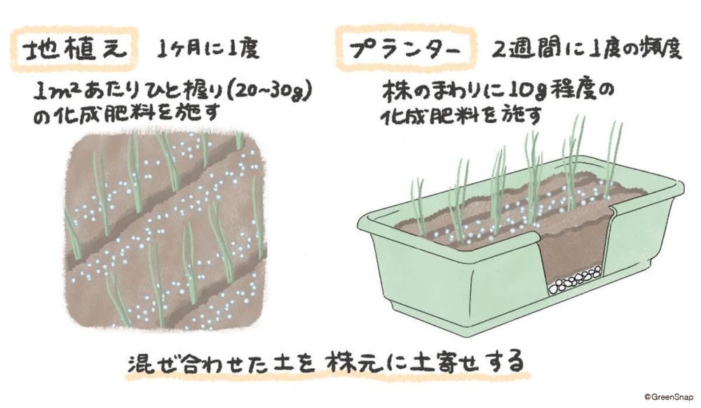葉ネギ 肥料 イラスト