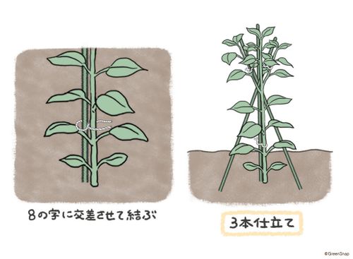 ピーマンの育て方 植える時期や収穫時期はいつ わき芽の取り方は Greensnap グリーンスナップ