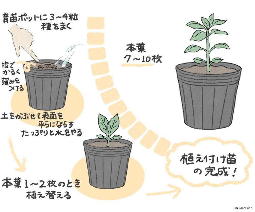 ピーマン 種まき イラスト