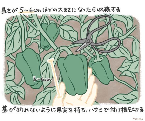 ピーマンの育て方 植える時期や収穫時期はいつ わき芽の取り方は Greensnap グリーンスナップ