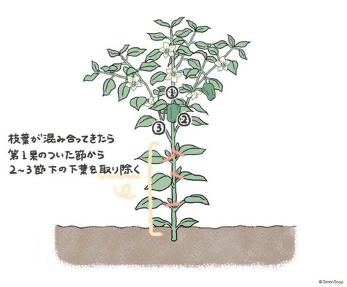 ピーマンの育て方 植える時期や収穫時期はいつ わき芽の取り方は Greensnap グリーンスナップ
