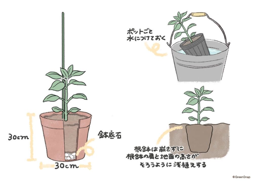 ピーマン 苗 植え付け プランター イラスト