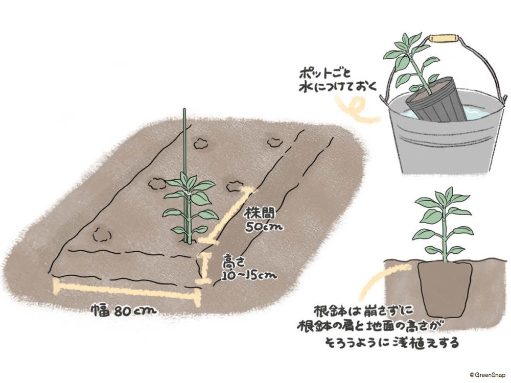 ピーマン 苗 植え付け 地植え イラスト