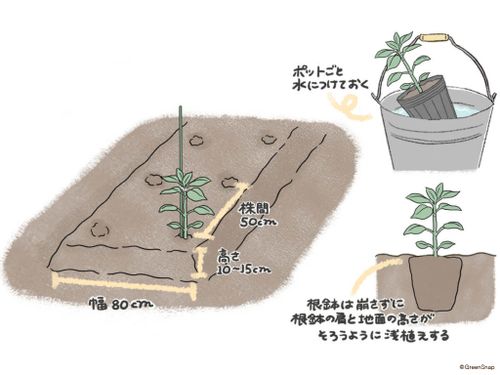 ピーマンの育て方 植える時期や収穫時期はいつ わき芽の取り方は Greensnap グリーンスナップ