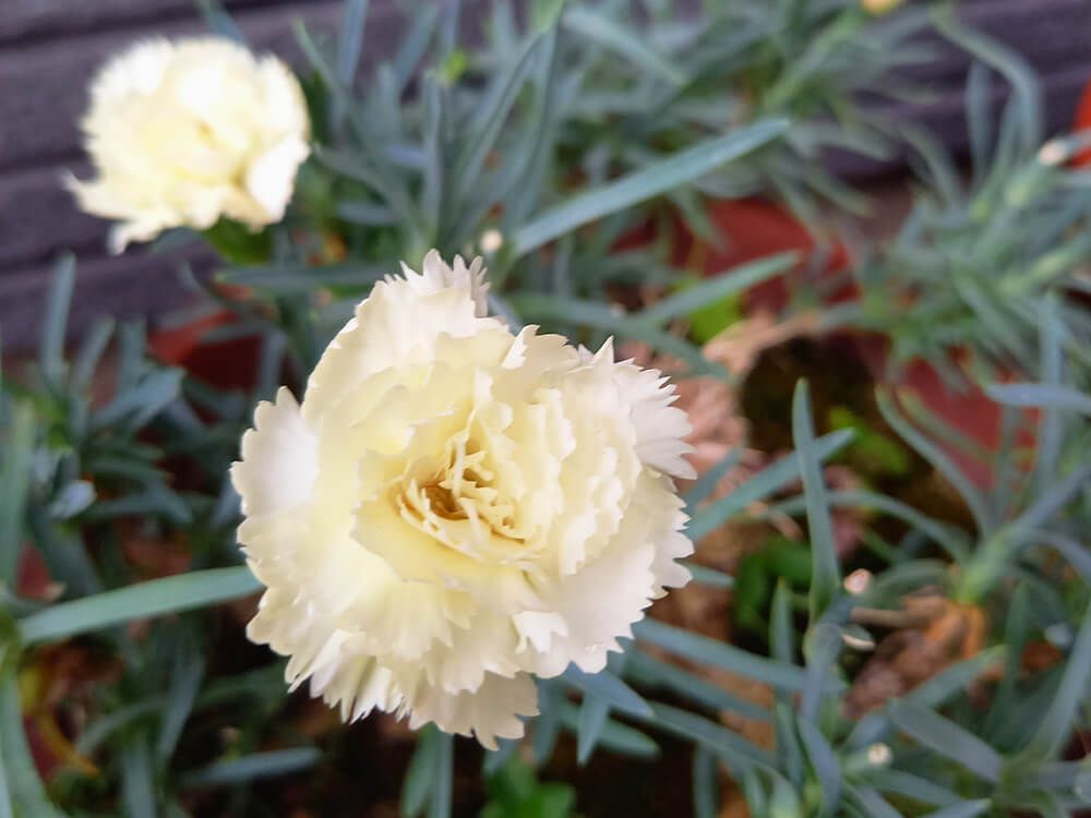 カーネーション　白