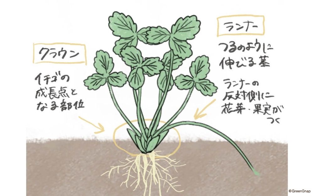 いちご　部位　GSオリジナル