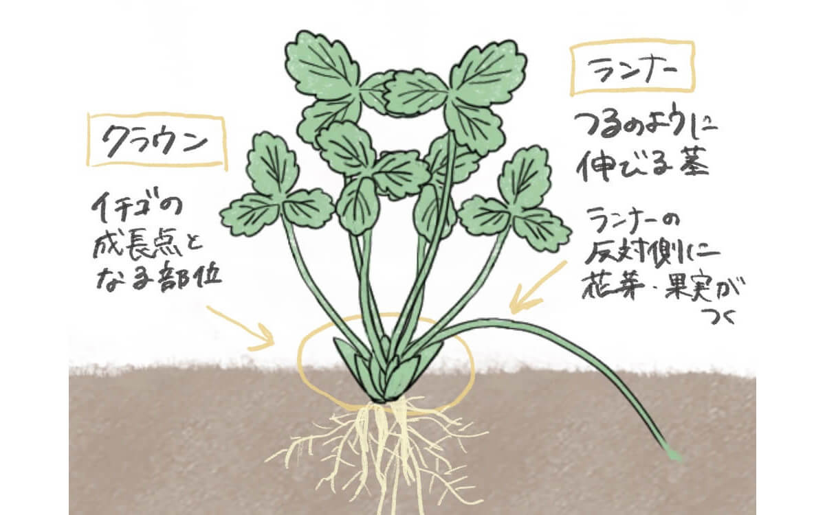 イチゴの育て方を徹底図解 プランター栽培のコツは 苗の植え方や植える時期は Greensnap グリーンスナップ