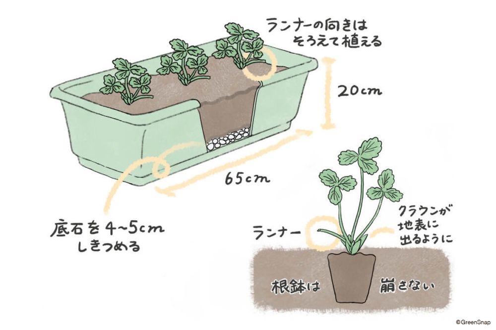 イチゴ　プランター　植え付け　GSオリジナル