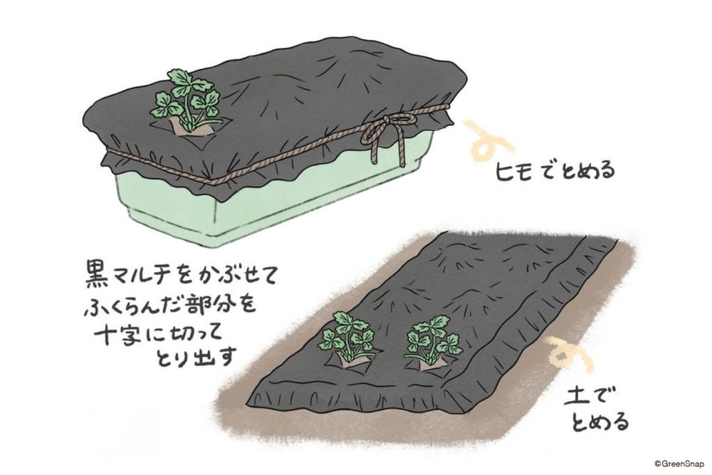 イチゴ　マルチング　GSオリジナル