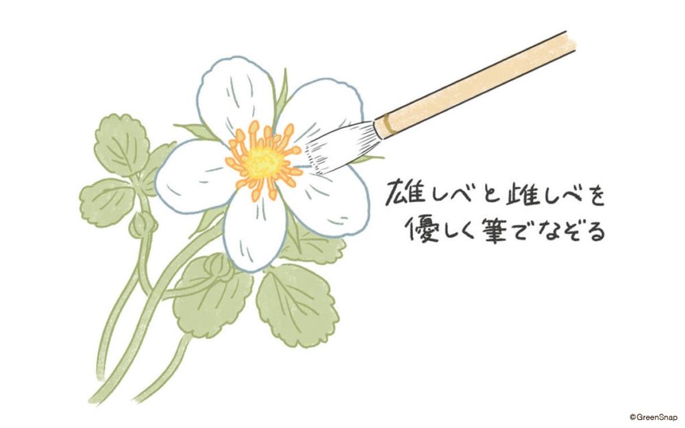 イチゴ　人工授粉　GSオリジナル