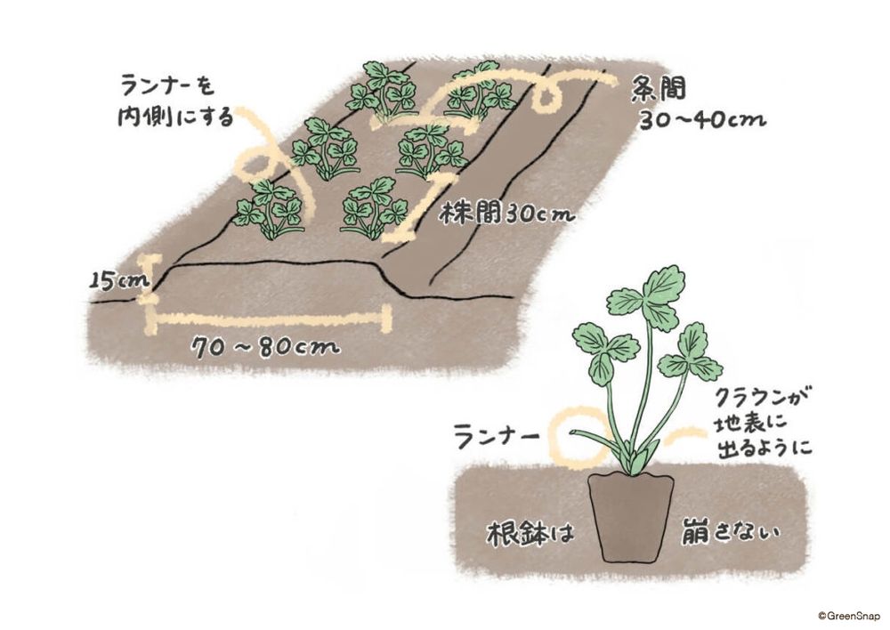 イチゴ　畑　植え付け　GSオリジナル