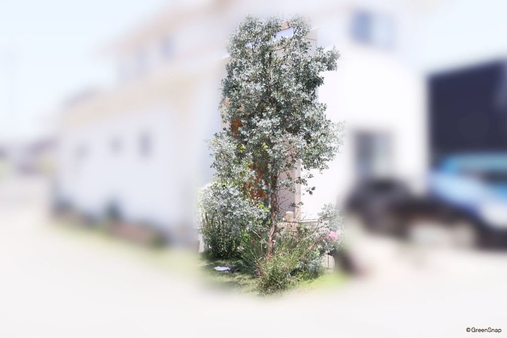 ユーカリ 剪定 ビフォー