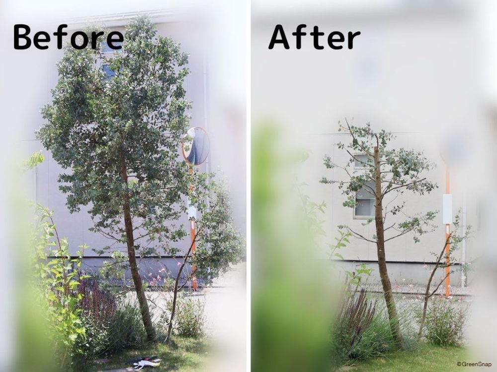 ユーカリ 剪定 ビフォーアフター