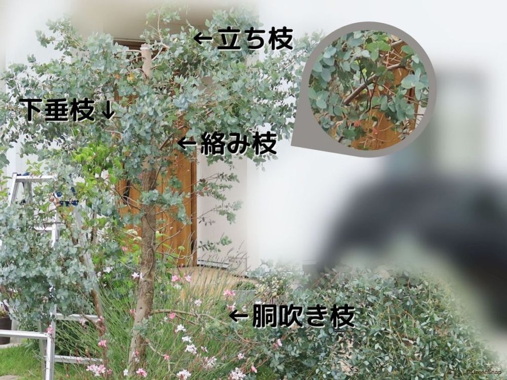 ユーカリ 透かし剪定 不要枝