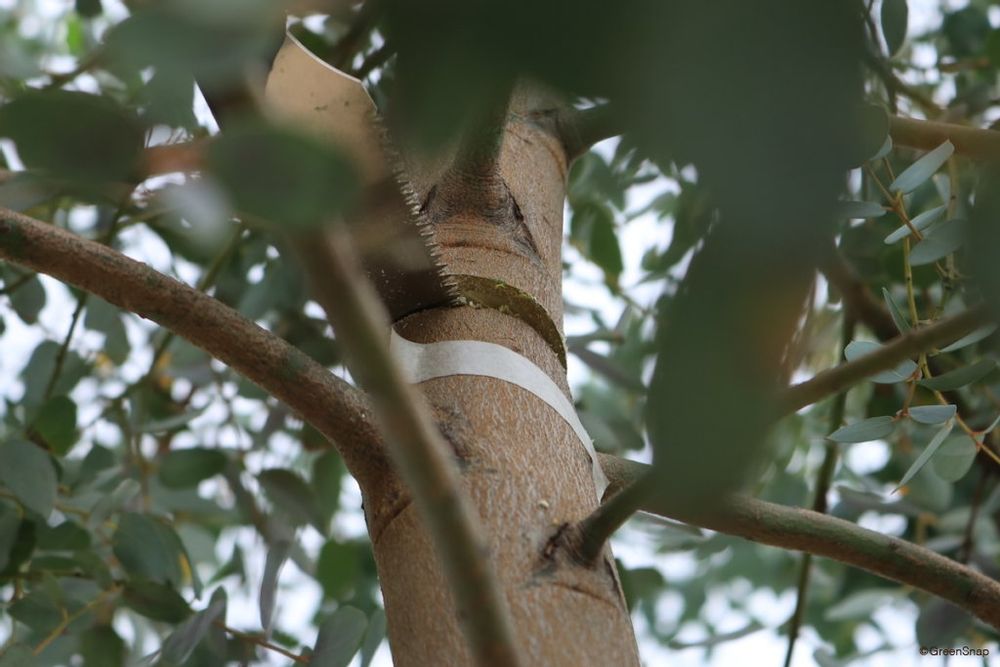 ユーカリ 強剪定 主幹