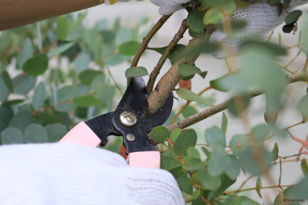 ユーカリ 剪定 ひこばえ