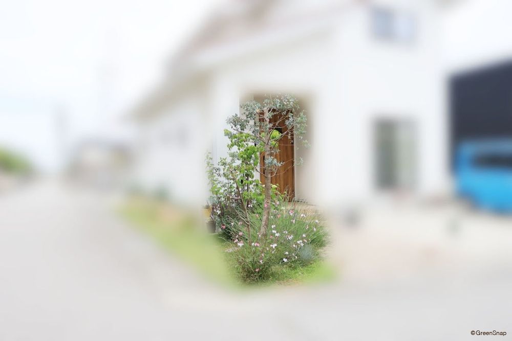 ユーカリ 剪定 after