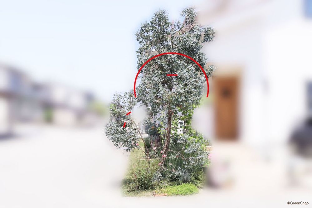 ユーカリ 剪定箇所