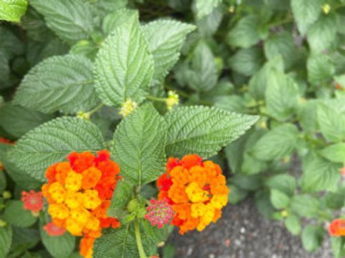 ランタナは植えてはいけない 理由やどうしても植えたい場合の注意点は Greensnap グリーンスナップ