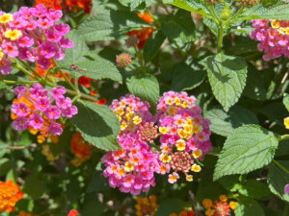 ランタナ　ピンク