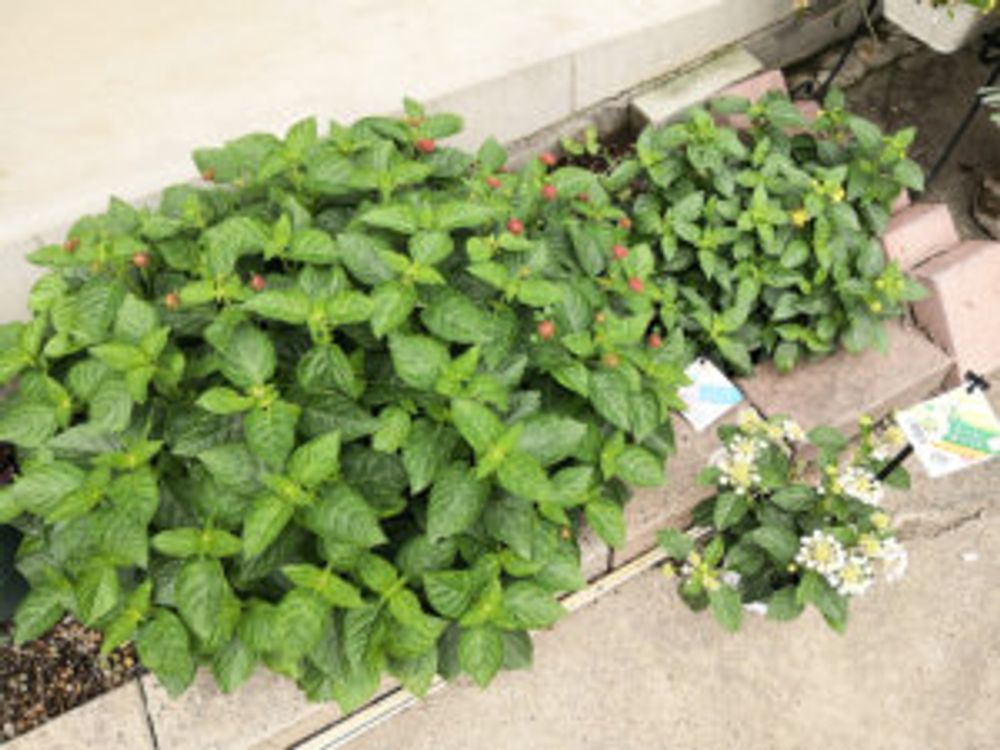 ランタナ　地植え