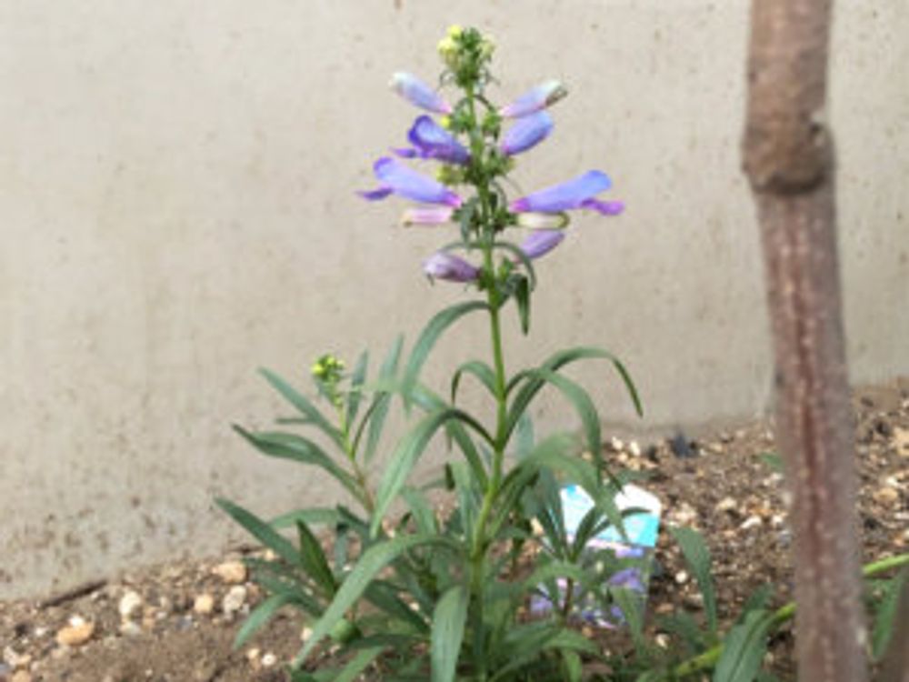 ペンステモン エレクトリックブルー