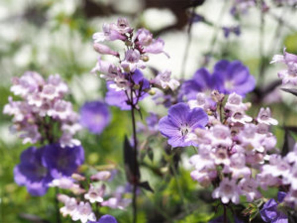 ペンステモン ハスカーレッド