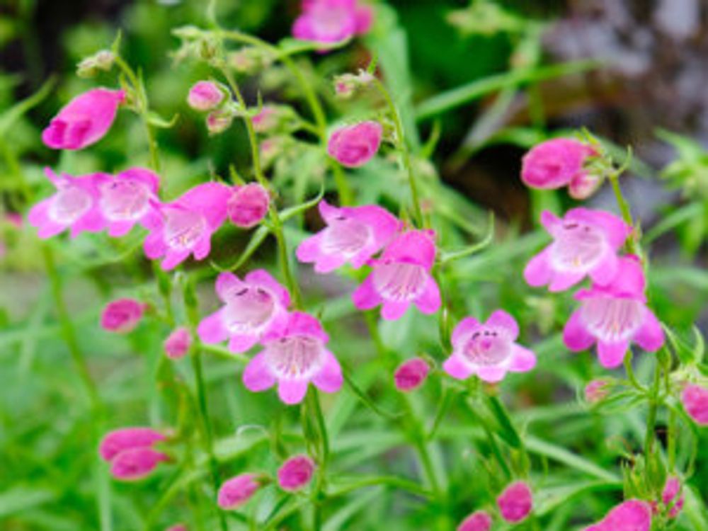 ペンステモン　ピンク