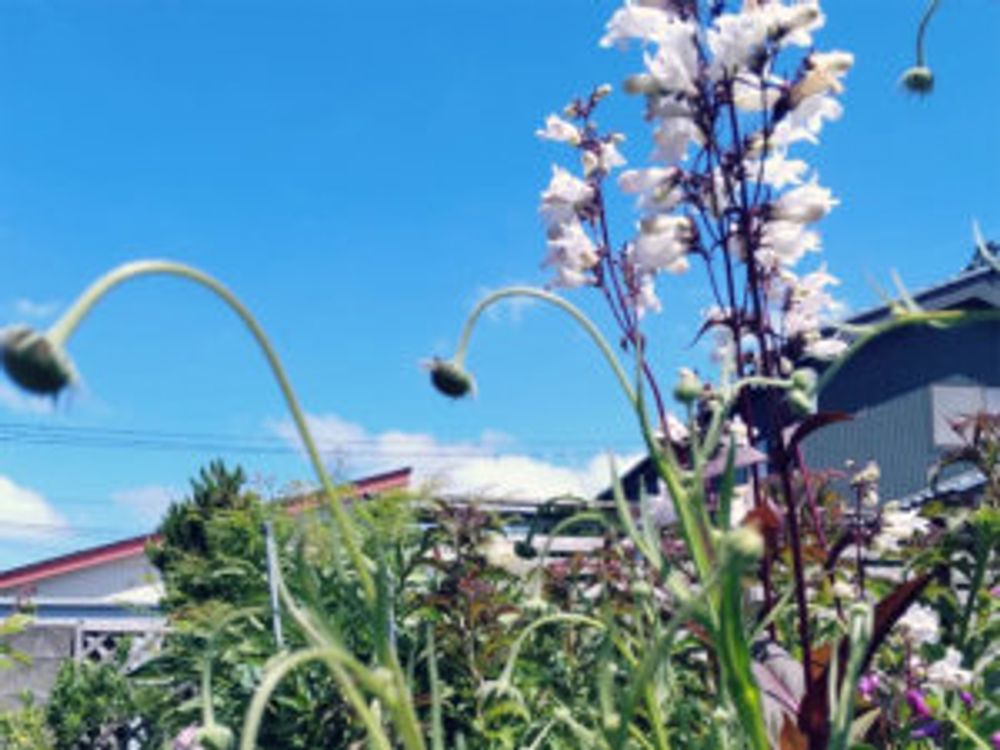 ペンステモン　屋外