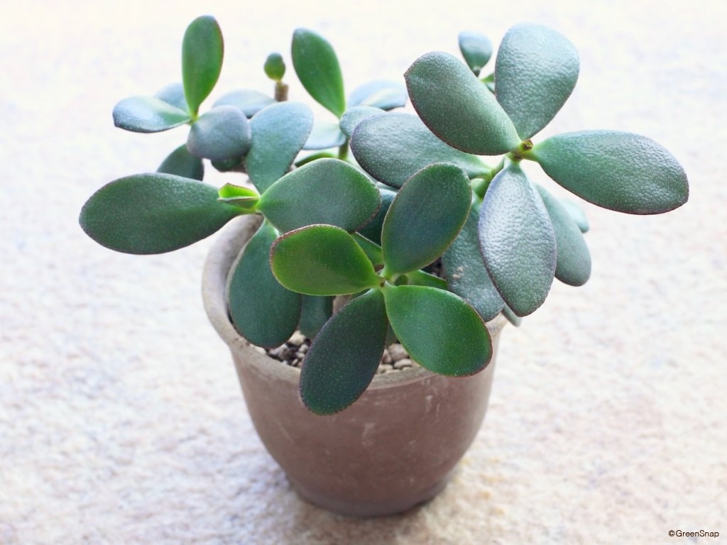 金のなる木 植え替え 乾燥させておく