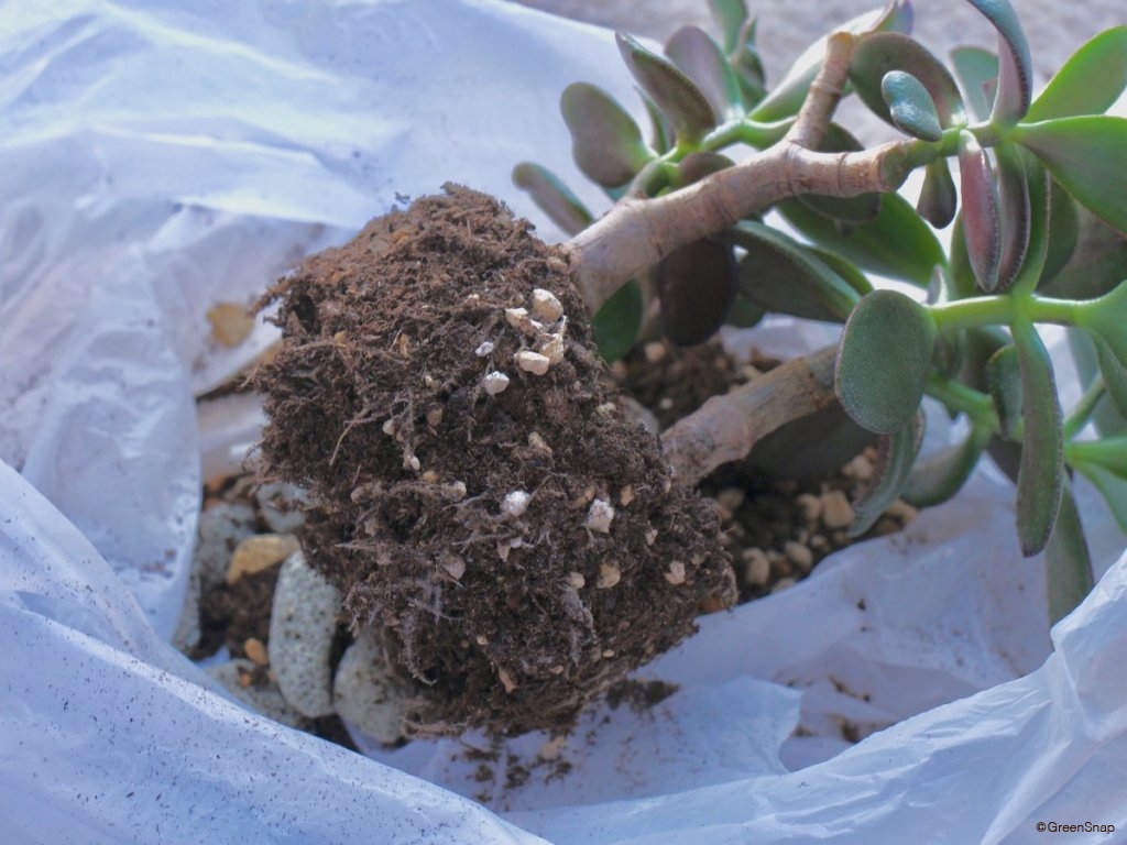 金のなる木 植え替え 根鉢を3分の1ほぐす