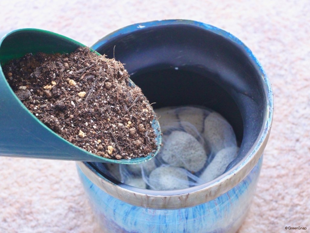 金のなる木 植え替え 新しい鉢の準備