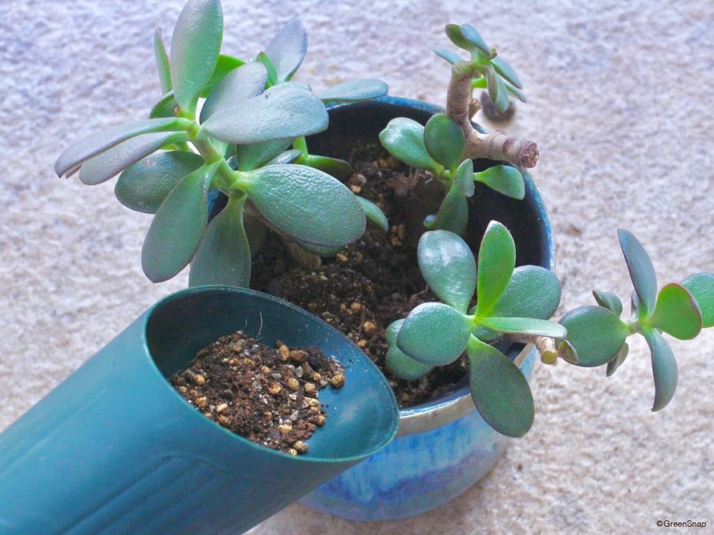 金のなる木 植え替え すきまに土をいれる