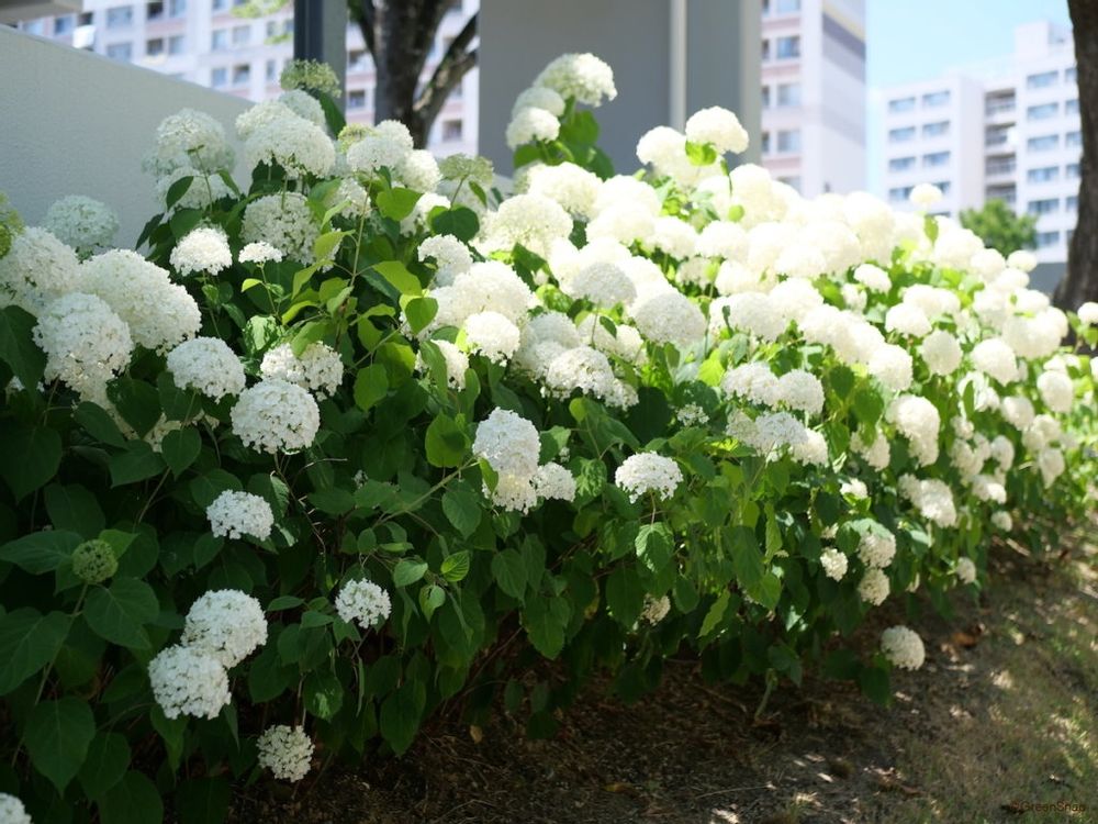 アナベル 地植え