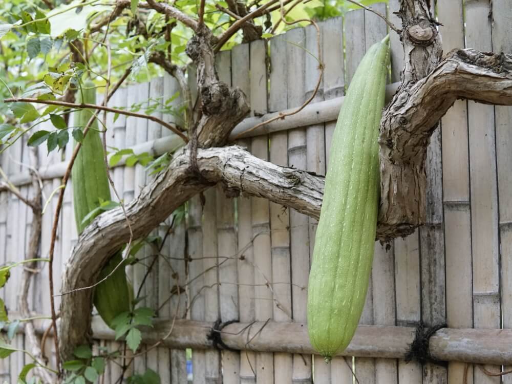 ヘチマ 糸瓜 の育て方 種まきや苗の栽培方法は 収穫時期はいつ Greensnap グリーンスナップ